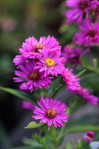 Aster 'Starlight'