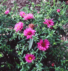 Aster 'Starlight'