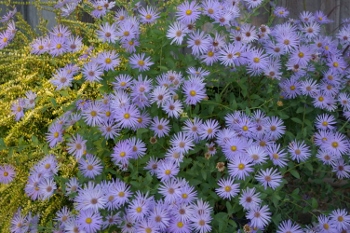 Aster 'Wood's Blue'