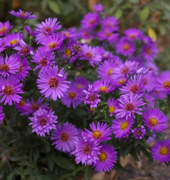 Aster 'Wood's Purple'