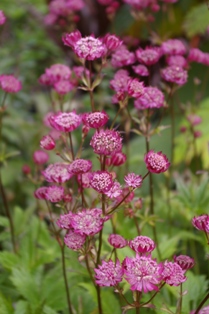 Astrantia 'Claret'