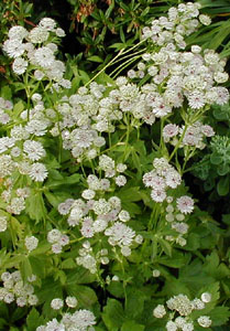 Astrantia major 'Alba'