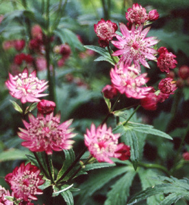 Astrantia major 'Hadspen Blood'