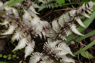 Athyrium nipponicum var. pictum