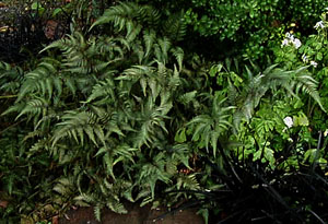 Athyrium nipponicum var. pictum