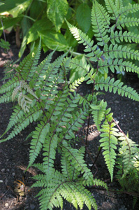 Athyrium otophorum