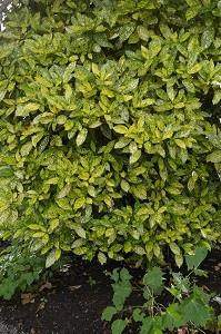 Aucuba japonica 'Gold Variegated Sport'