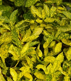 Aucuba japonica 'Gold Variegated Sport'