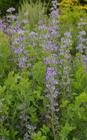 Baptisia australis