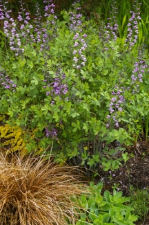 Baptisia 'Purple Smoke'