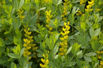 Baptisia sphaerocarpa 'Screamin' Yellow'