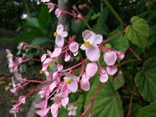 Begonia grandis ssp. evansiana