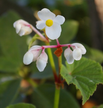 Begonia grandis ssp. evansiana 'Alba'