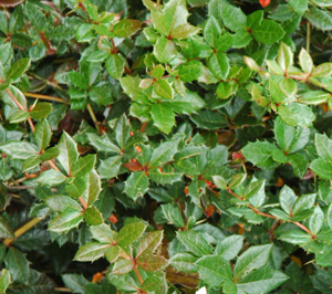 Berberis calliantha