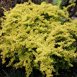 Berberis thunbergii 'Aurea'