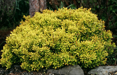 Berberis thunbergii 'Aurea Nana'