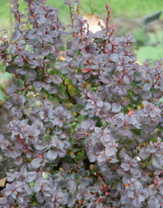 Berberis thunbergii 'Concorde'