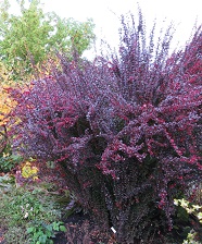 Berberis thunbergii 'Helmond Pillar'