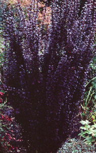 Berberis thunbergii 'Helmond Pillar'