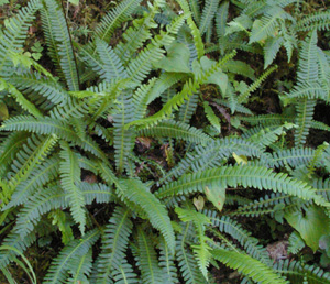 Blechnum spicant