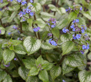 Brunnera macrophylla 'Jack Frost'