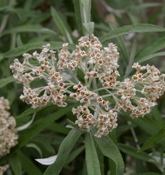 Buddleia knappii