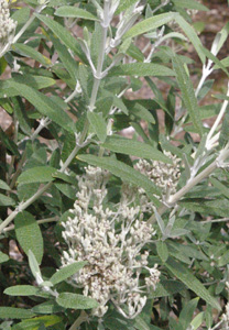 Buddleia loricata