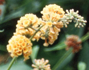 Buddleia weyeriana 'Golden Glow'