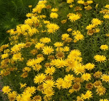 Buphthalmum salicifolium 'Alpine Gold'