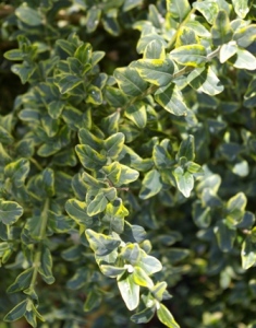 Buxus sempervirens 'Marginata'