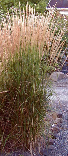 Calamagrostis acutiflora 'Karl Foerster'