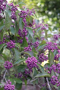 Callicarpa bodnieri var. giraldii 'Profusion'