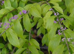 Callicarpa dichotoma 'Early Amethyst'