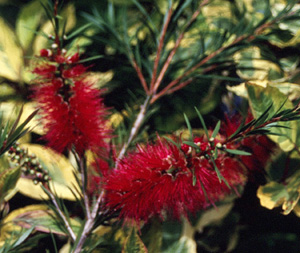 Callistemon 'Woodlander's Red'