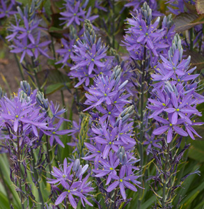 Camassia esculenta