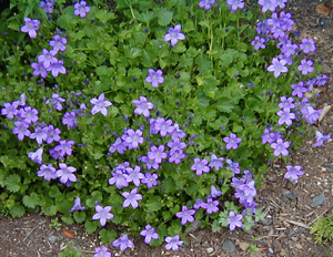 Campanula 'Birch Hybrid'