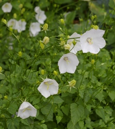 Campanula carpatica 'White Clips' ('Weisse Clips')