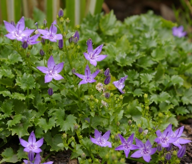 Campanula garganica