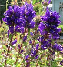 Campanula glomerata var. dahurica