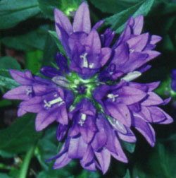 Campanula glomerata var. dahurica
