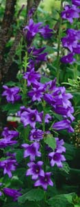 Campanula latifolia 'Brantwood'