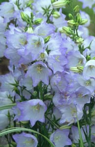 Campanula persicifolia 'Telham Beauty'