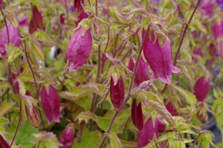 Campanula punctata 'Cherry Bells'