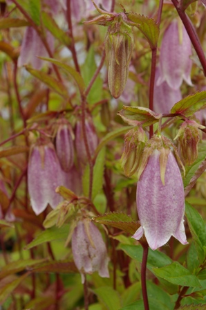 Campanula punctata 'Hondoensis'