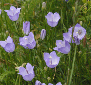 Campanula rotundifolia