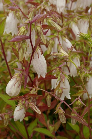 Campanula takesimana