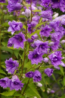 Campanula trachelium 'Bernice'