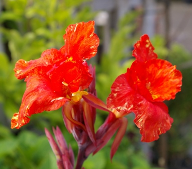 Canna 'Australia'