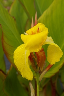 Canna 'Bangkok' ('Striped Beauty')