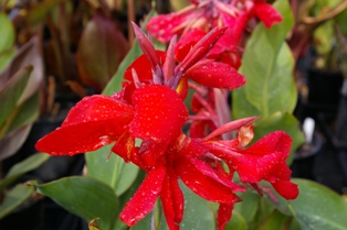 Canna 'Black Knight'